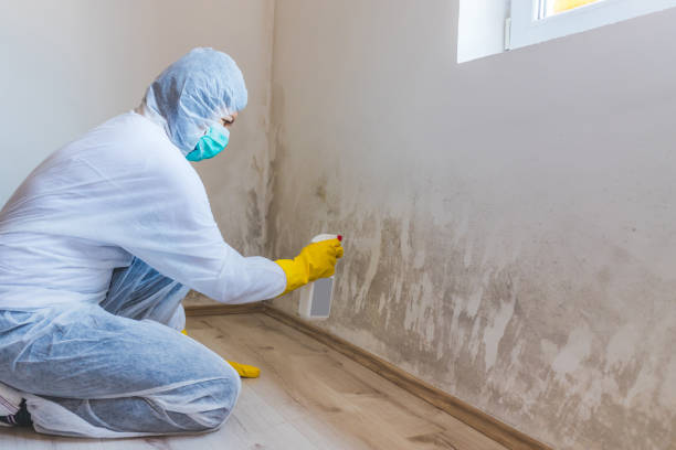Licensed Attic Mold Removal service in Cumberland, MD - WQB Mold Removal
