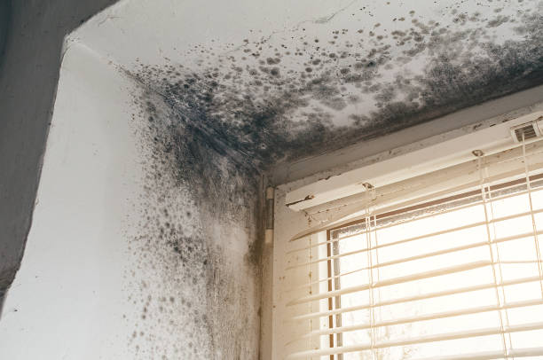 Affordable Attic Mold Removal solutions in Cumberland, MD